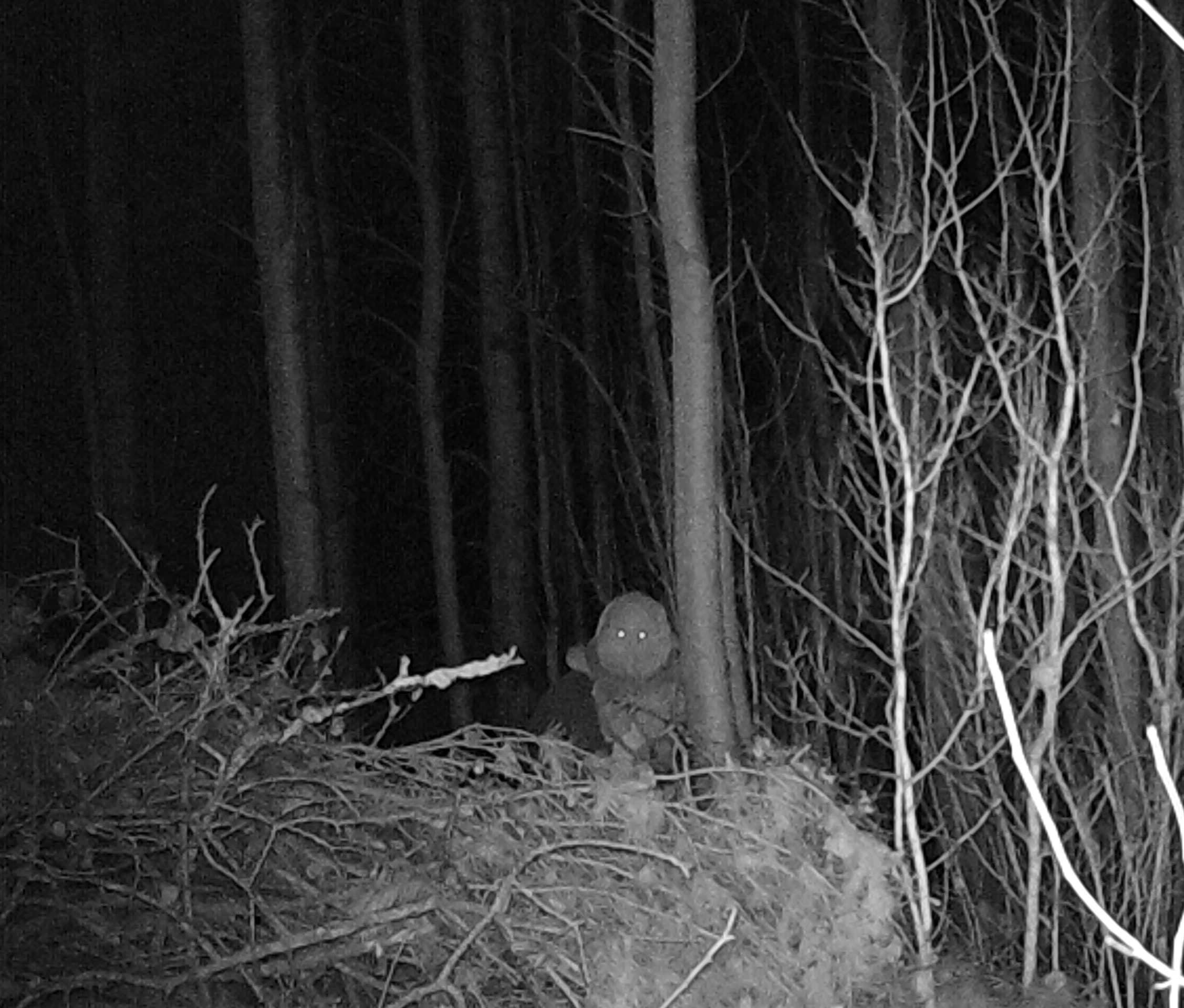 Remain in your homes and wait for further instructions. Oak Bay Starfish