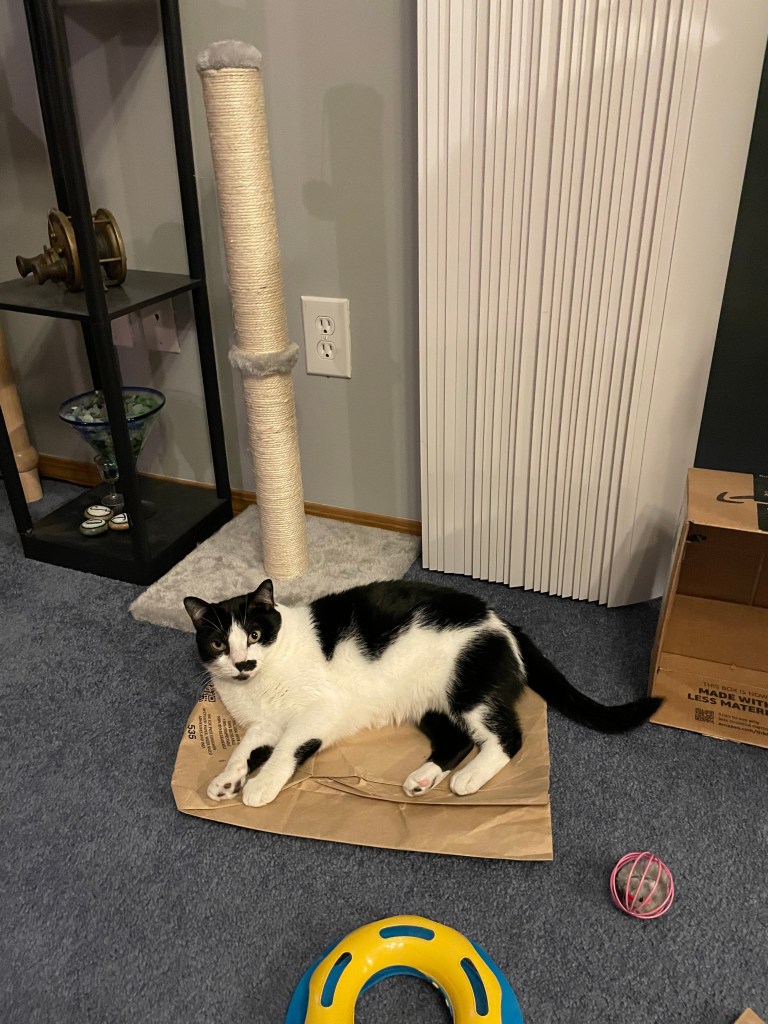 Toys From The Pet Store Oak Bay Starfish